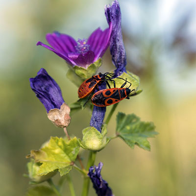 Pyrrhocoris apterus -  Mohamadjavadi